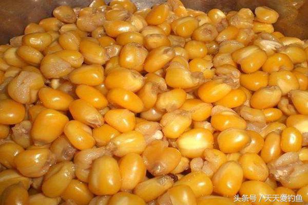 玉米饵料配方野钓测试,野钓最好用的玉米饵料