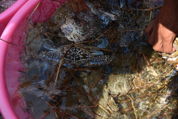 五一应季海鲜皮皮虾,又到了皮皮虾最肥美的季节
