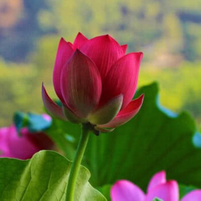 碗莲可以和绿萝一起养吗,养碗莲如何才能开出好看的花