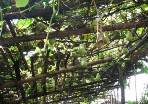 洋丝瓜种植时间及技术要点是什么,洋丝瓜怎么种植才更容易存活