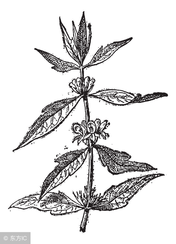 中药宝典:益母草——女人的一生之友