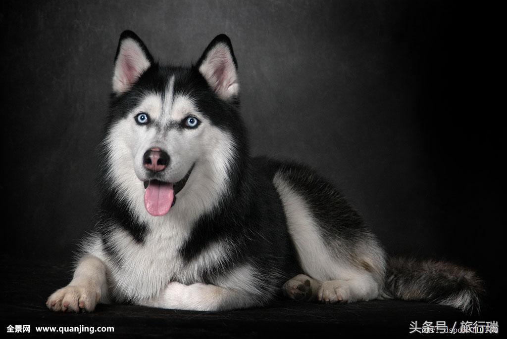 小狗视频可爱超萌金毛犬,金毛最可爱的小狗