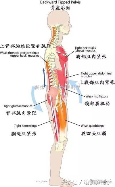 骨盆歪斜导致身体歪斜,骨盆歪斜瑜伽修复