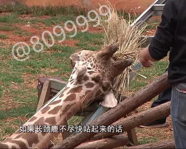 长颈鹿受伤倒地不起,长颈鹿海荣