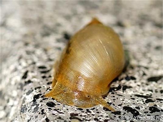 草缸除藻最好的螺,草缸内的螺
