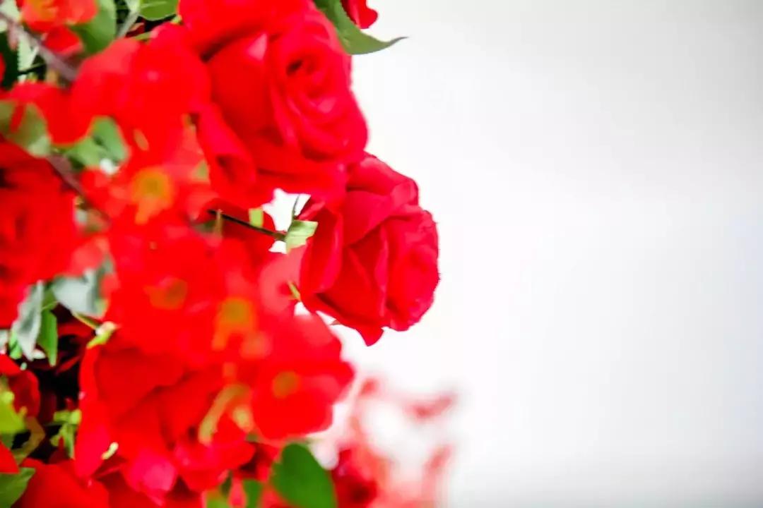 长春第一实验净月学校地址,长春东师净月实验中学搬迁吗