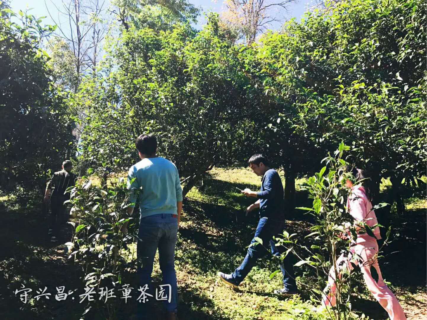 怎样网购茶叶不被坑,网购的便宜茶叶大多不靠谱吗