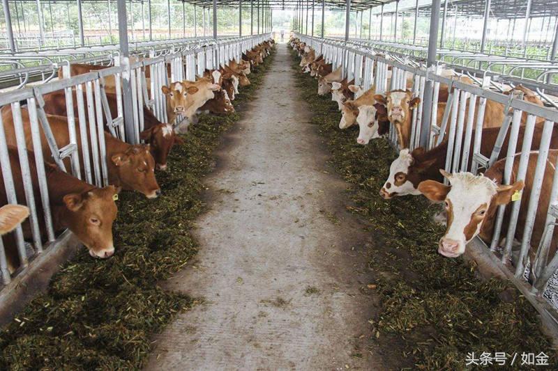 想开一家养殖场,想开一个小型养殖场要多少钱