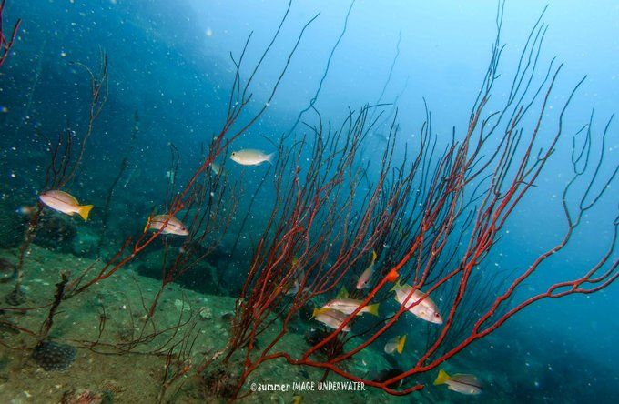 囧途：涛岛OW+AOW（高氧）考证之旅