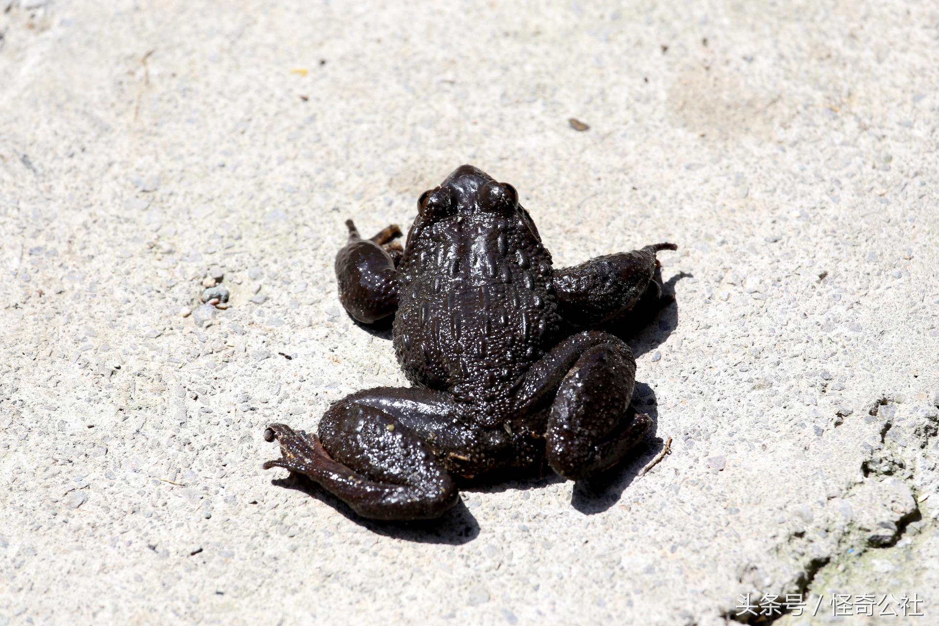 宜昌雾渡河石蛙养殖,石蛙养殖技术附近石蛙养殖基地
