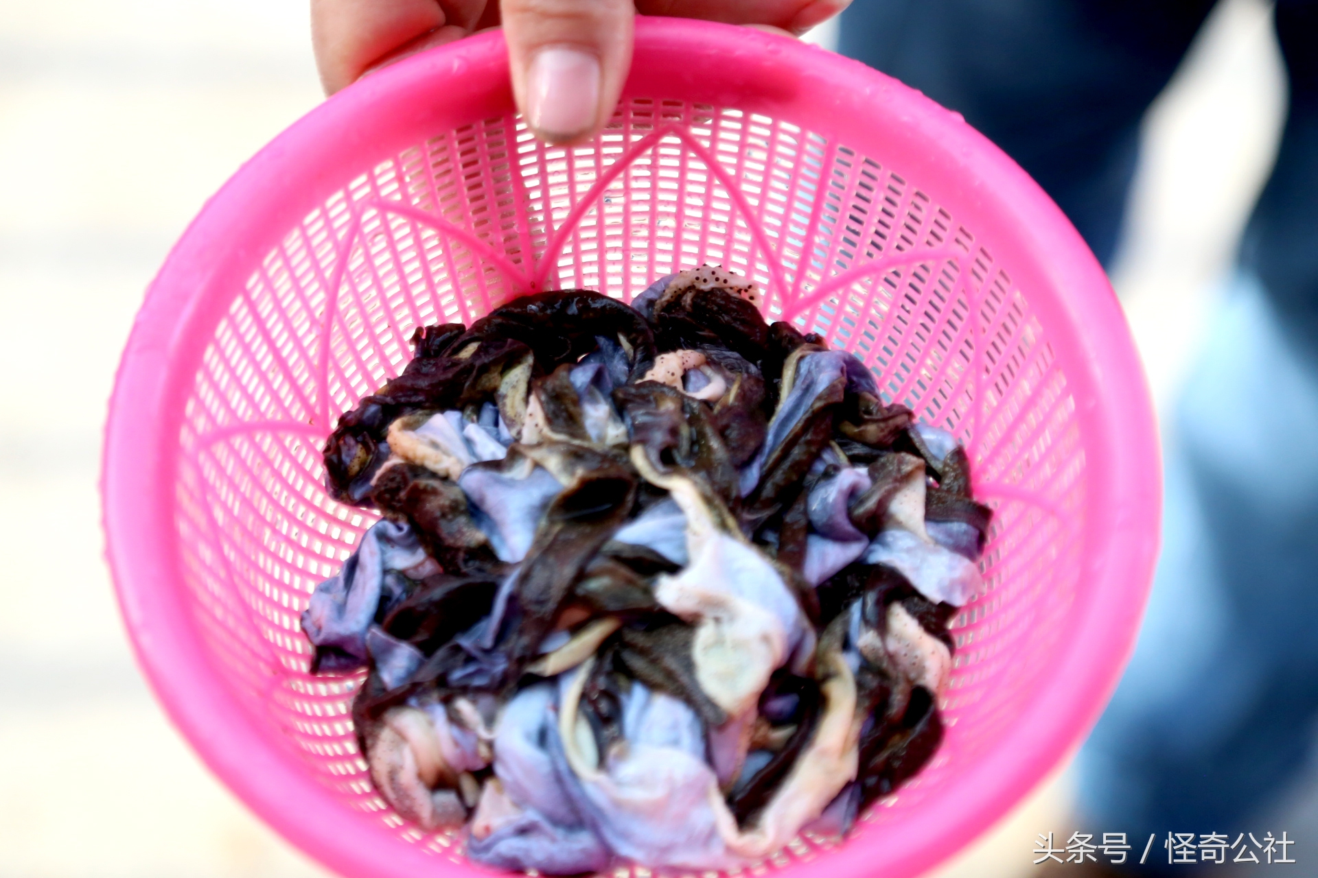 宜昌雾渡河石蛙养殖,石蛙养殖技术附近石蛙养殖基地