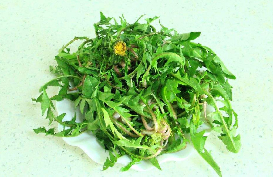 婆婆丁是蒲公英的别名,婆婆丁的学名是蒲公英吗