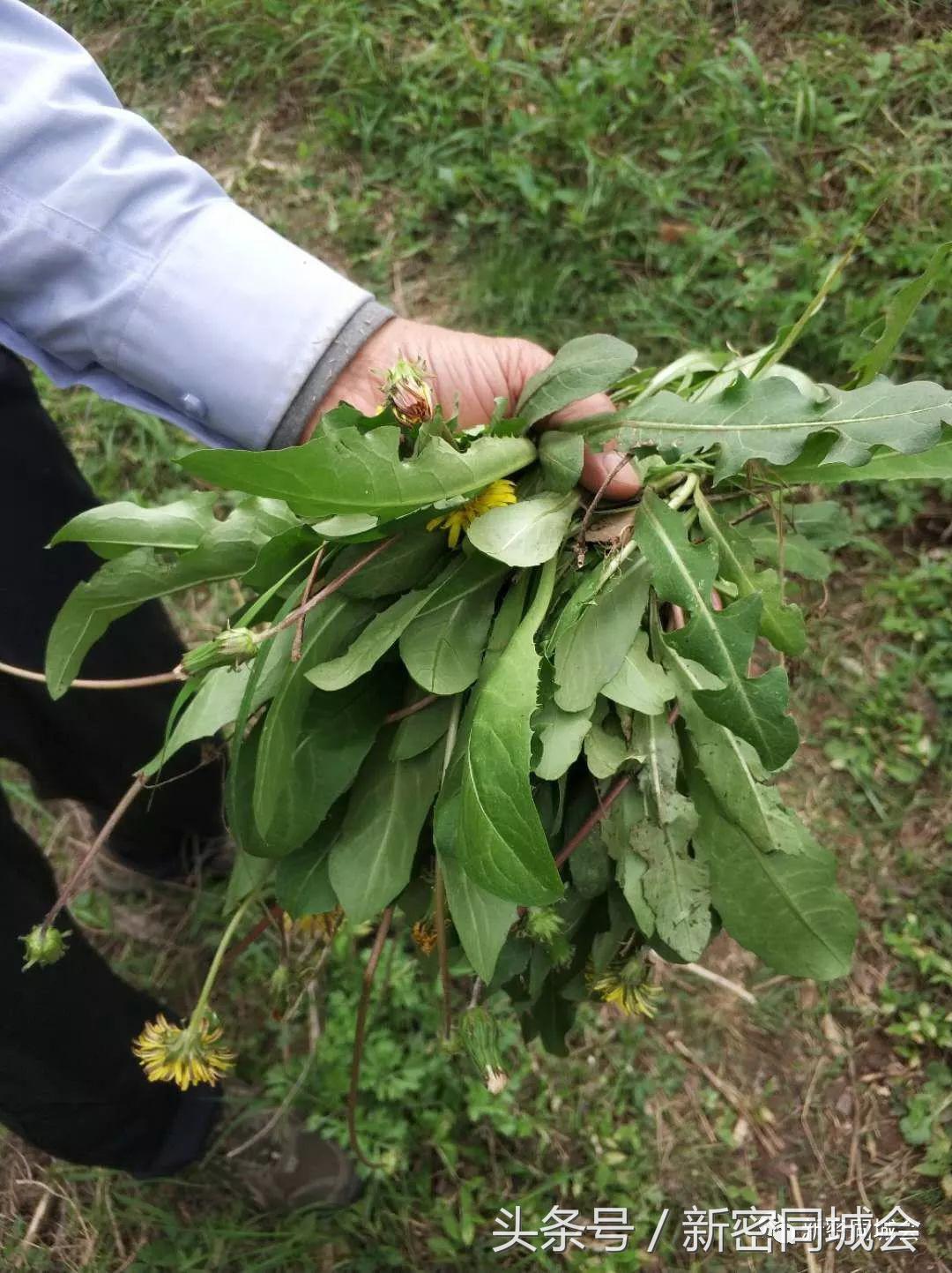 新密市九里山风景区摘槐花,新密超化九里山槐花林