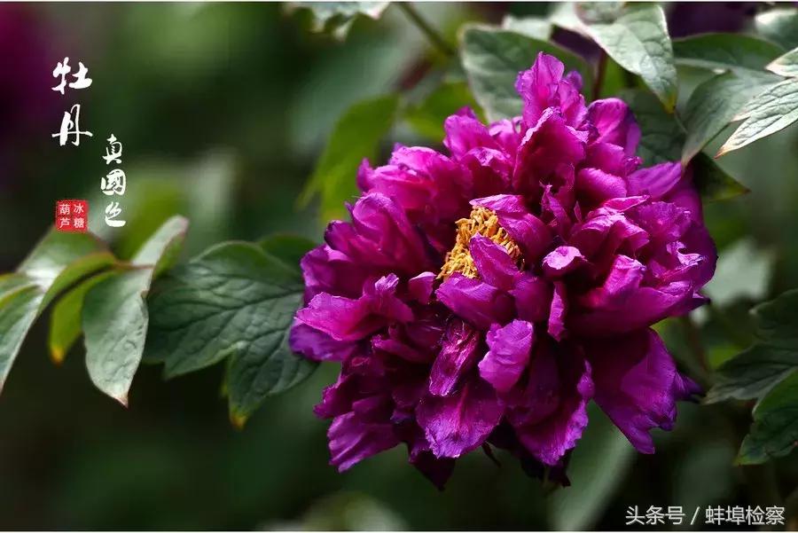 四月牡丹花开的诗词,牡丹真国色花开时节动京城的意思