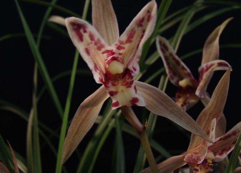 如何鉴别兰花的好坏和价值,发现买到假兰花怎么办