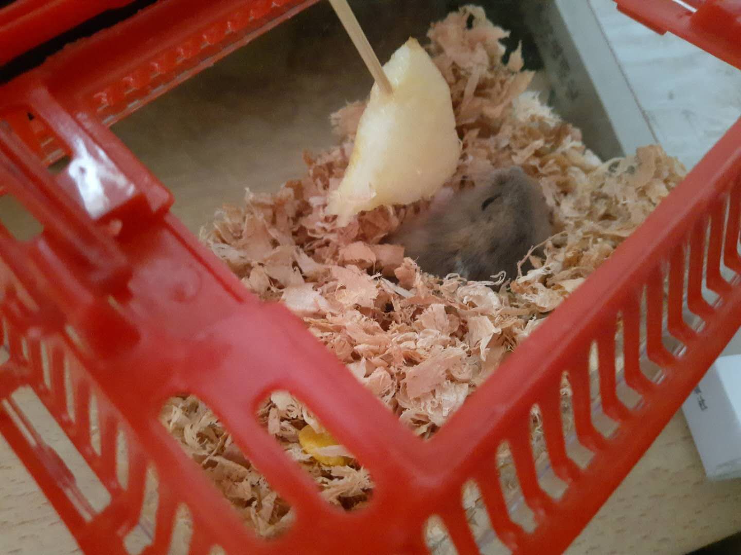 家里多新成员,毛绒绒小动物仓鼠