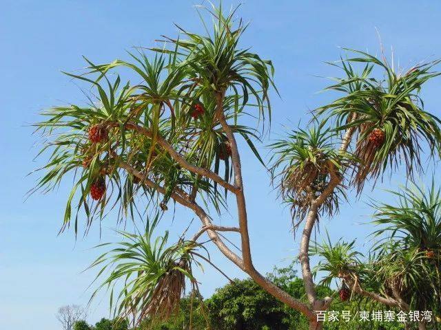 金银湾景区,金银湾生态旅游度假区