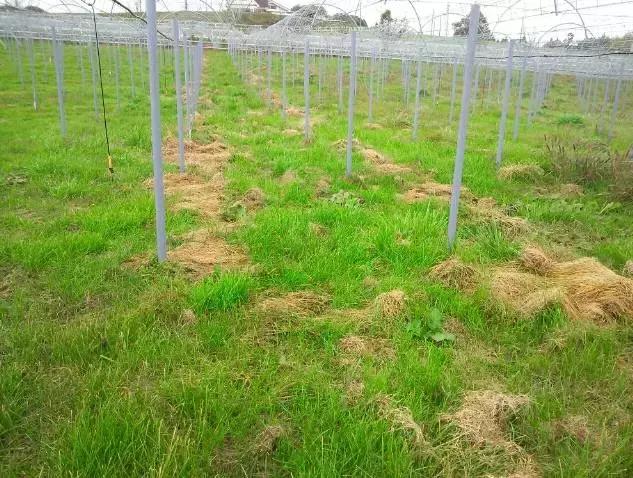 日本葡萄园种植技术,日本葡萄园的种植方法