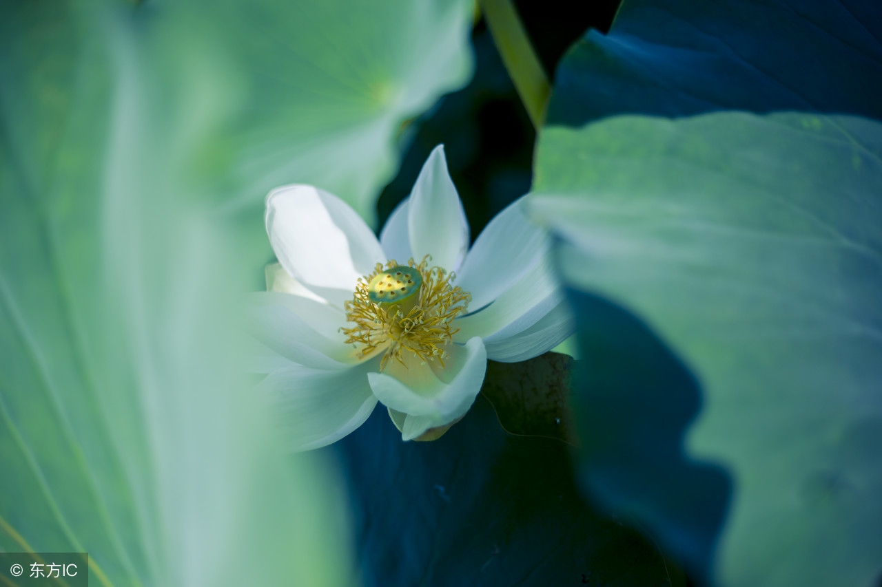 古诗词格律及韵律表,格律诗的节奏