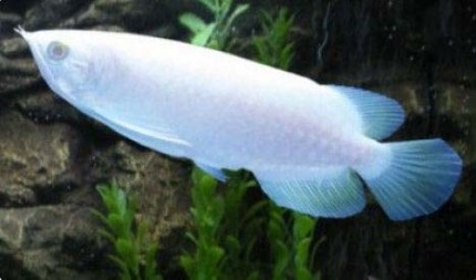 龙鱼老孙视频,龙鱼好养吗