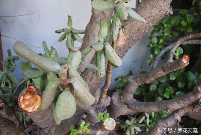 玉树叶子发黄不生长修剪后不发芽,玉树叶片中间发黄干枯掉怎么回事