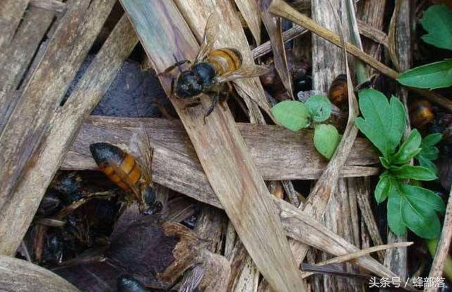 蜜蜂黑蜂太多怎么处理,蜜蜂黑蜂太多怎样处理
