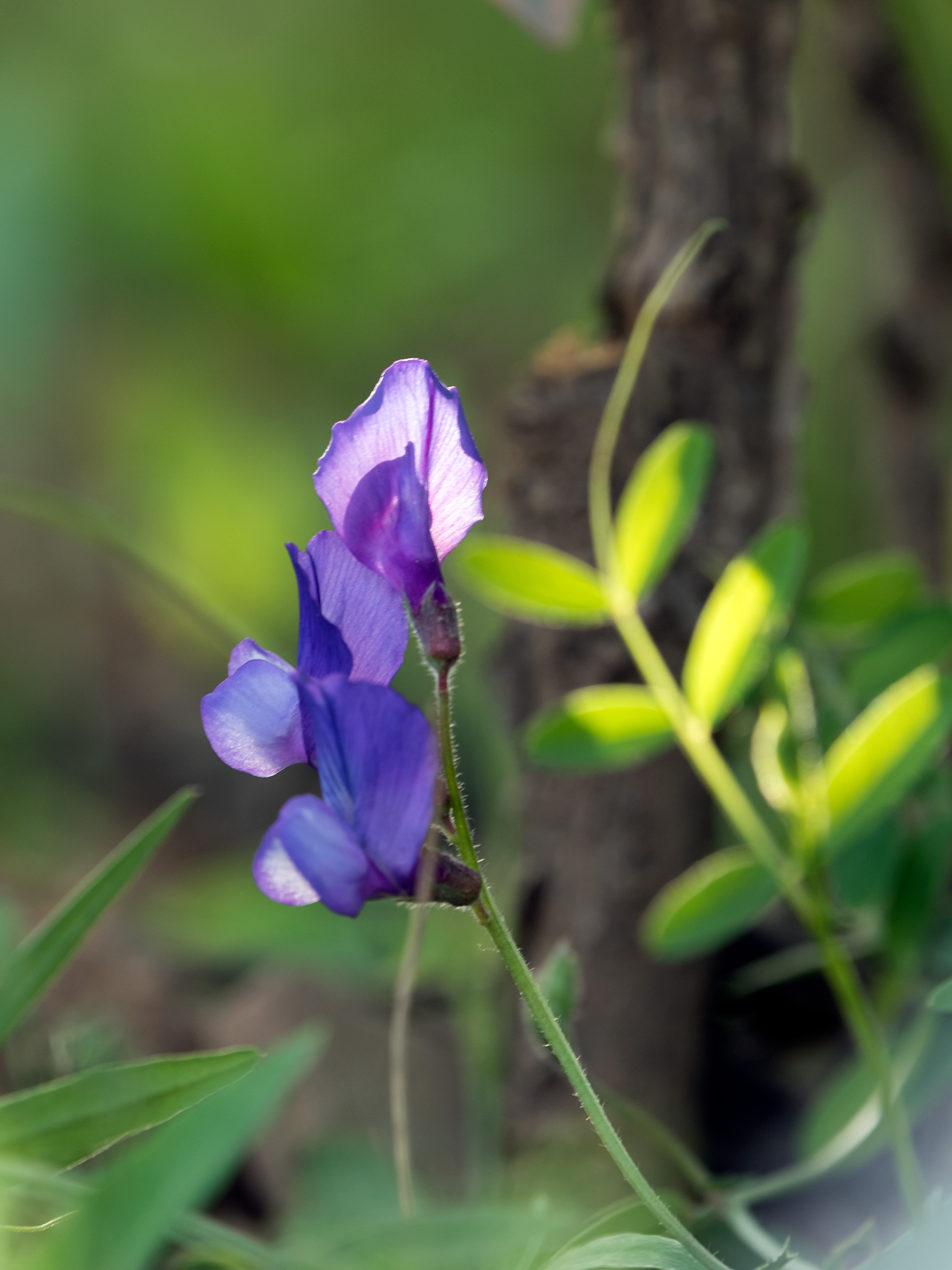 娴庡崡鐧捐姳浜夎壋,娴庡崡鏄ユ殩鑺卞紑楦熻鑺遍
