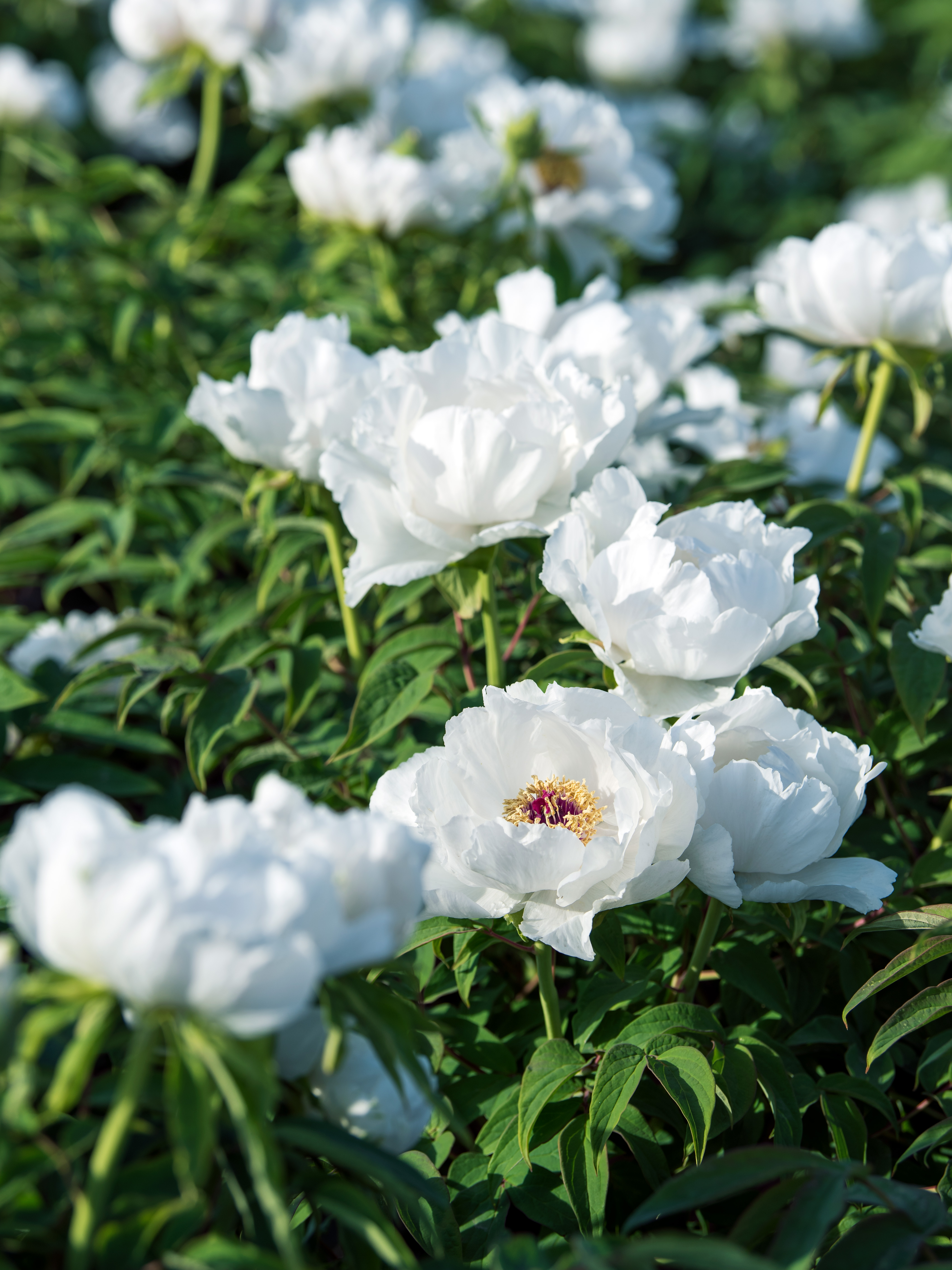 娴庡崡鐧捐姳浜夎壋,娴庡崡鏄ユ殩鑺卞紑楦熻鑺遍
