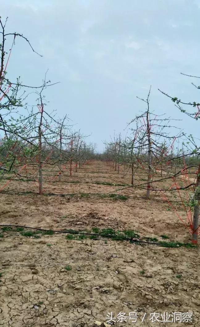 果农必学的标准化拉枝技术,果树拉枝的时节