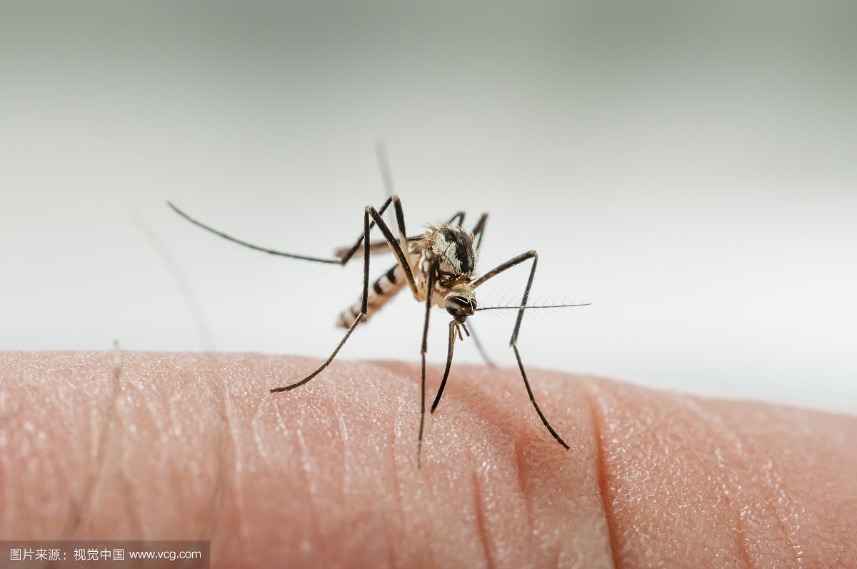 蚊子咬人跟血型会不会有间接关系,一般来说蚊子咬人有特定的血型吗