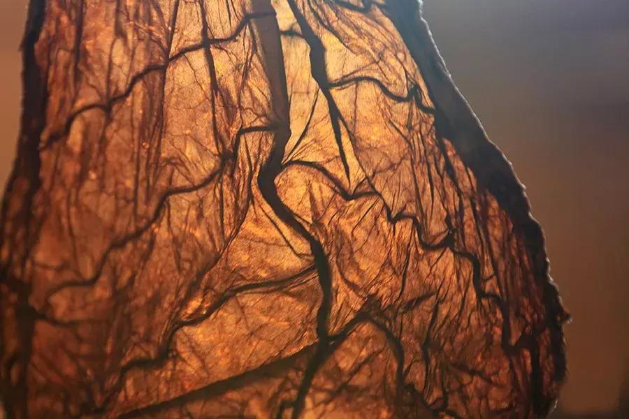 古巴的雪茄烟叶为什么这么特别,古巴雪茄烟种植