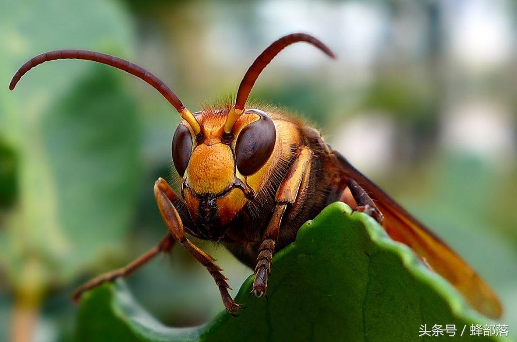 灭胡蜂绝招,灭胡蜂最直接的方法