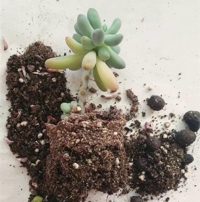 夏天养多肉注意事项,新手夏天养多肉5个保命秘籍