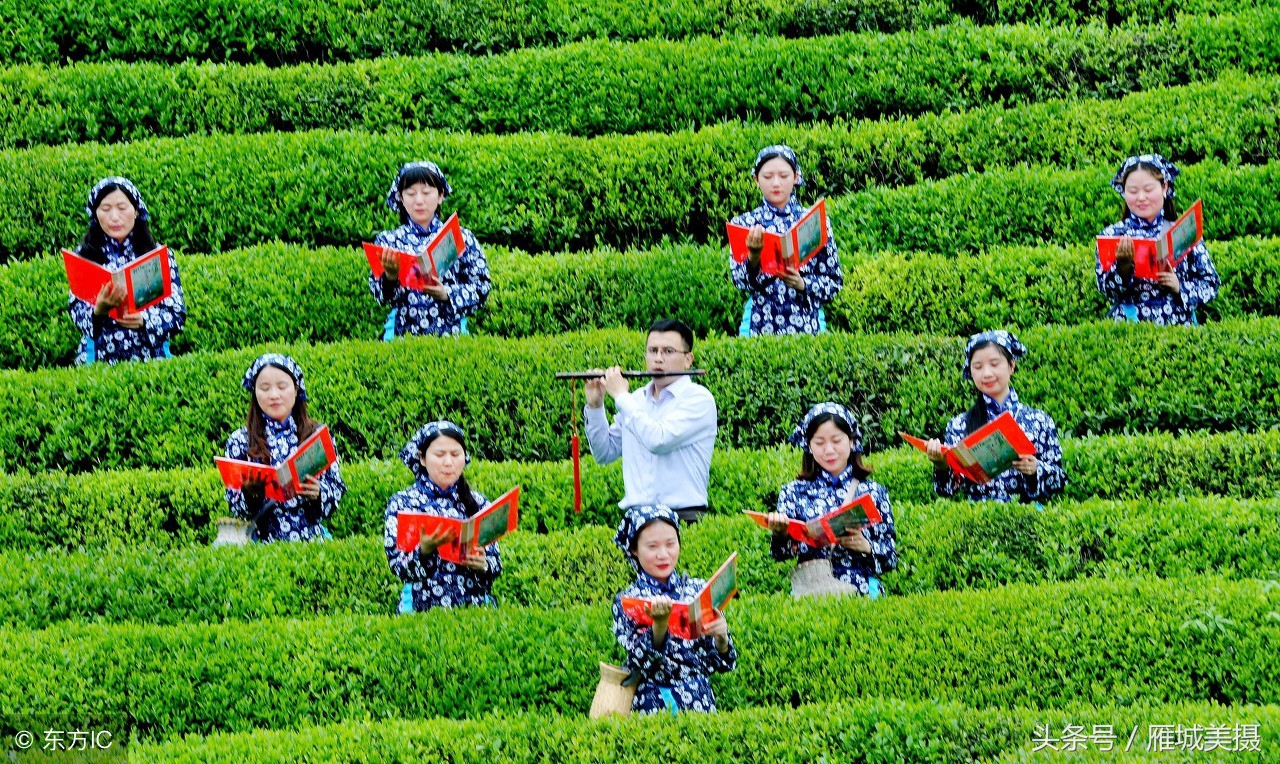谷雨时节好茶香,谷雨时节茶最香美文