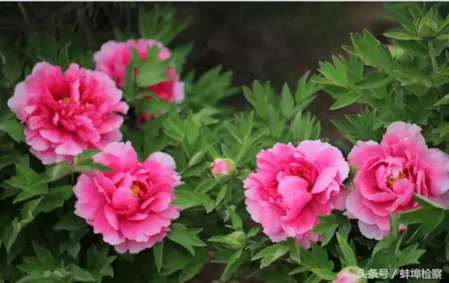 四月的洛阳牡丹盛开的地方,四月洛阳花开满城是花海