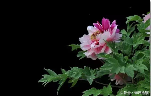 四月的洛阳牡丹盛开的地方,四月洛阳花开满城是花海