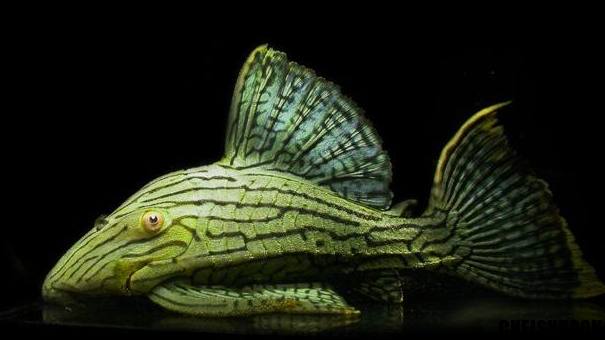 有什么样子奇特的观赏鱼,世界十大奇特的观赏鱼