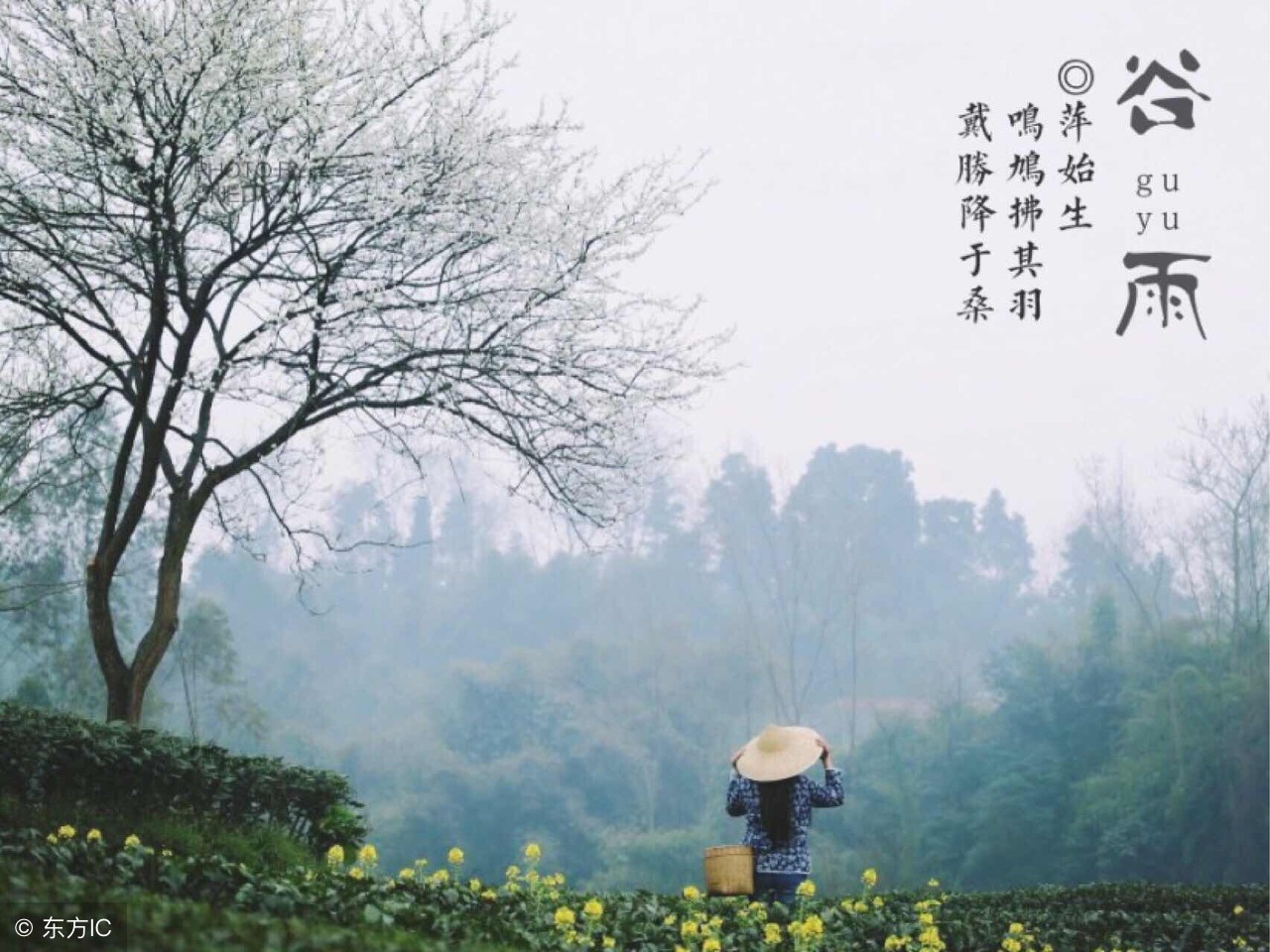 谷雨飞花令诗句大全,有关谷雨的诗词和简单介绍