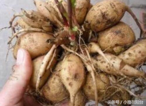 大丽花如何长得高开花多,养大丽花有讲究吗