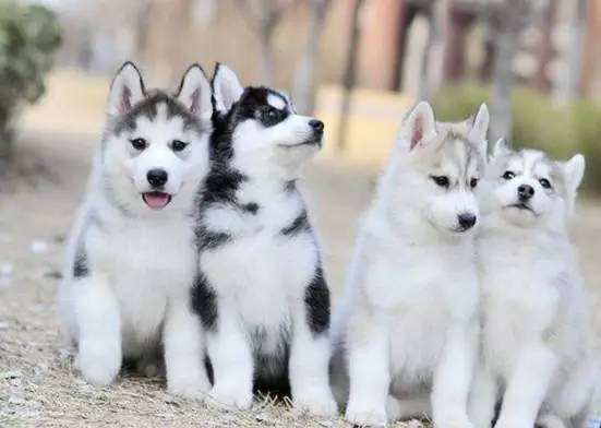 哈士奇和西伯利亚雪橇犬区别,哈士奇与西伯利亚雪橇犬区别