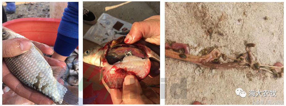 鱼饲料投喂的正确方法,鱼肠道膜薄怎么引起的