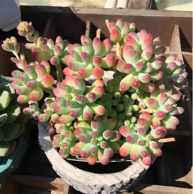 多肉居然能有这么顽强的生存,多肉可以养成什么样的小萌物