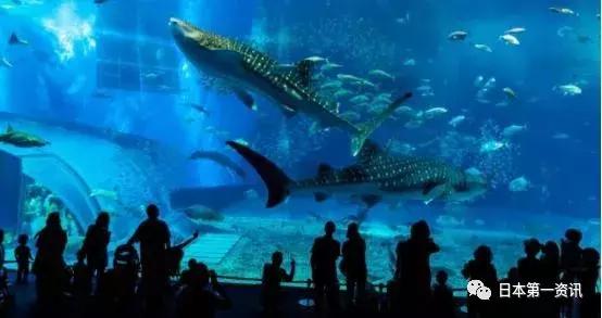 冲绳游玩,冲绳游玩攻略视频