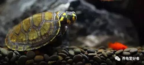 小花龟断尾了要干养吗,龟断尾的处理方法