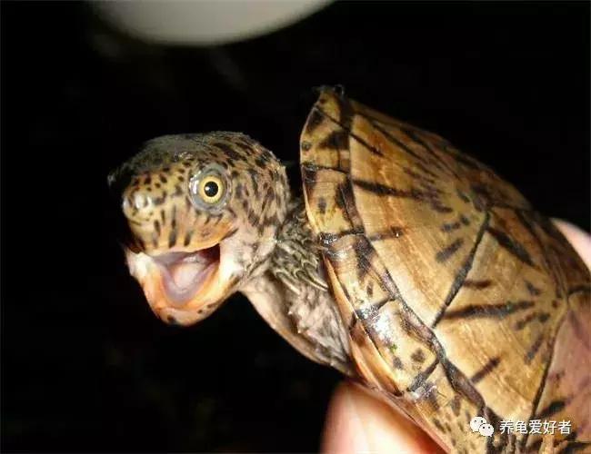 龟断尾后怎么处理,龟断尾和磨损的区别