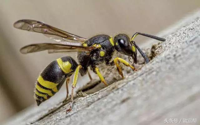 过去热门的免费致富点子,过去有哪些致富好项目