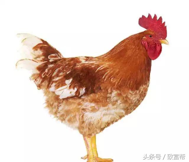 过去热门的免费致富点子,过去有哪些致富好项目