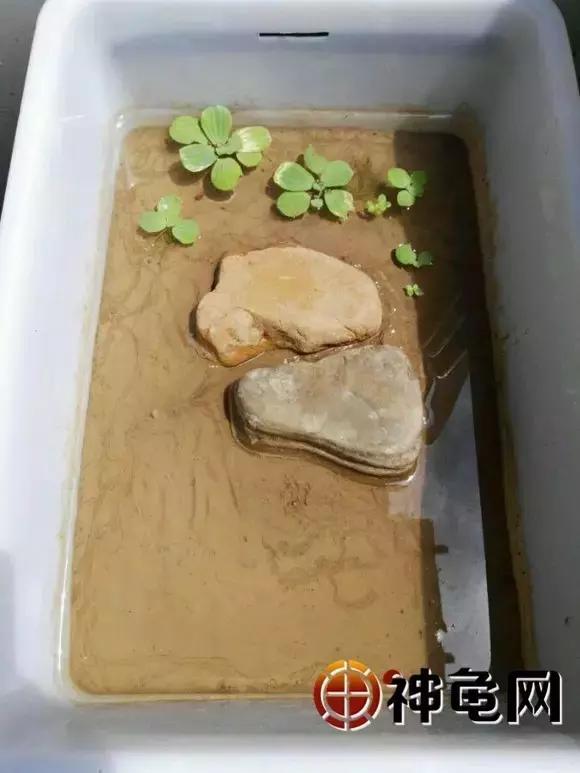 确认过眼神是可以保护你的人,确认过眼神可以靠近吗