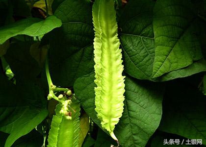 四棱豆怎么种植什么时间种,四棱豆怎么种植