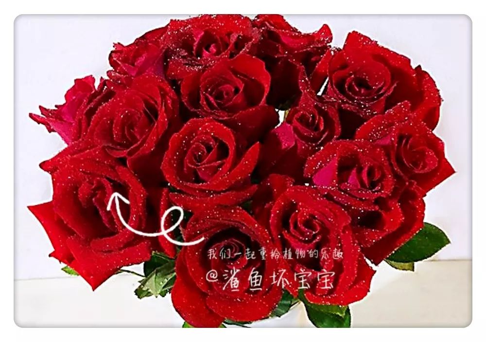 植物世界橡树,植物世界木棉花